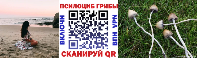 сколько стоит Петушки shop какой сайт Галлюциногенные грибы Psilocybine cubensis гидра онион